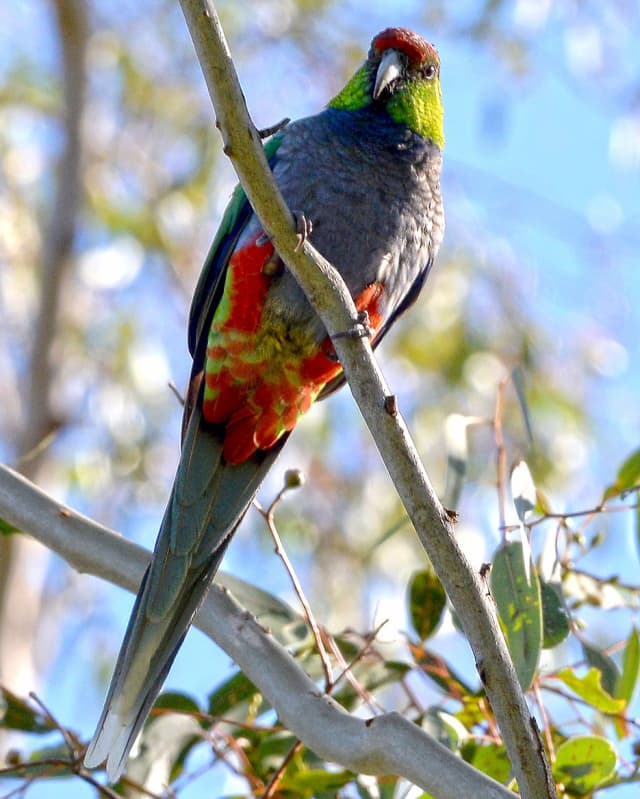 purpureicephalus-spurius