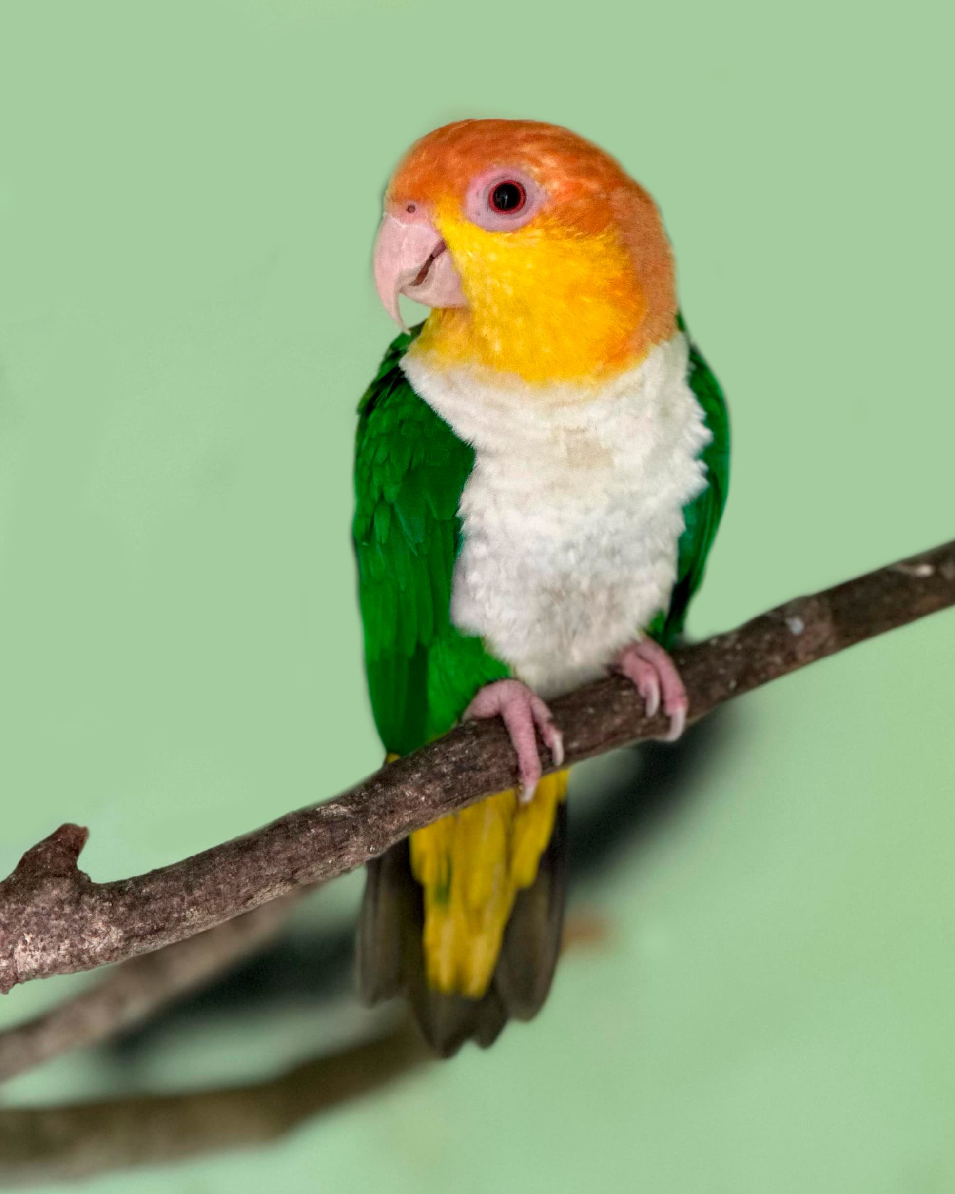 Image of Marianita cabeza amarilla