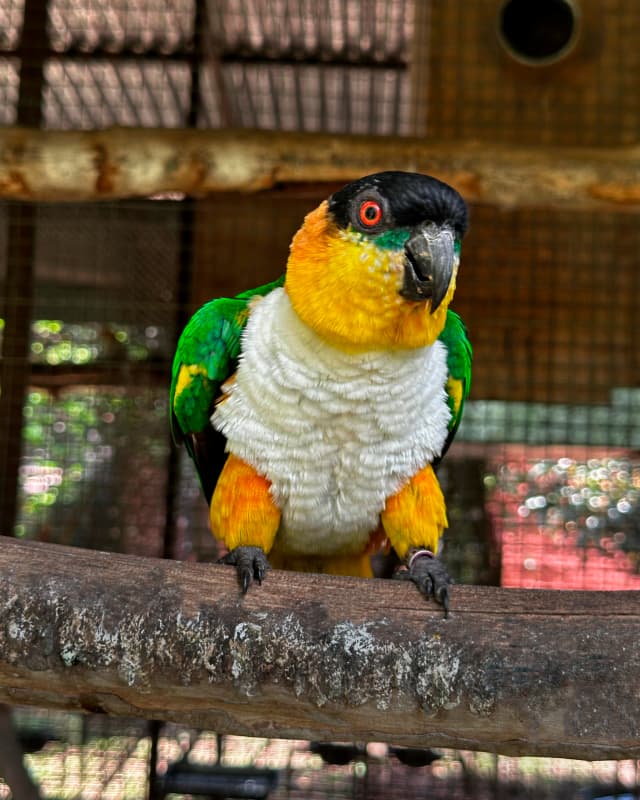 pionites-melanocephala