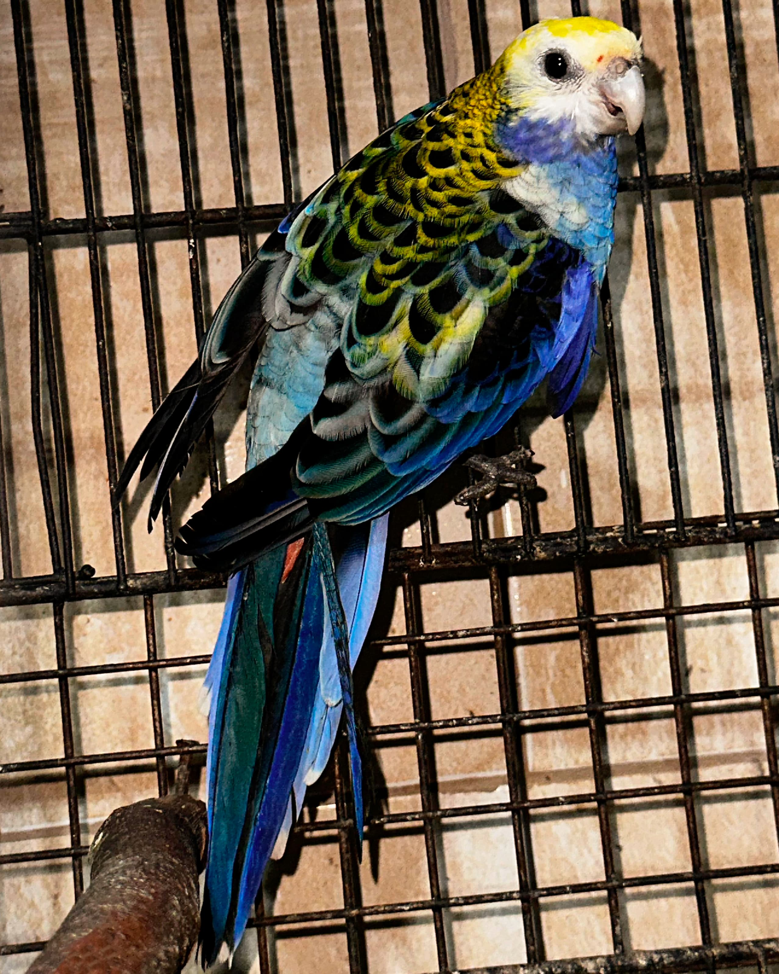 Image of Pale-headed rosella
