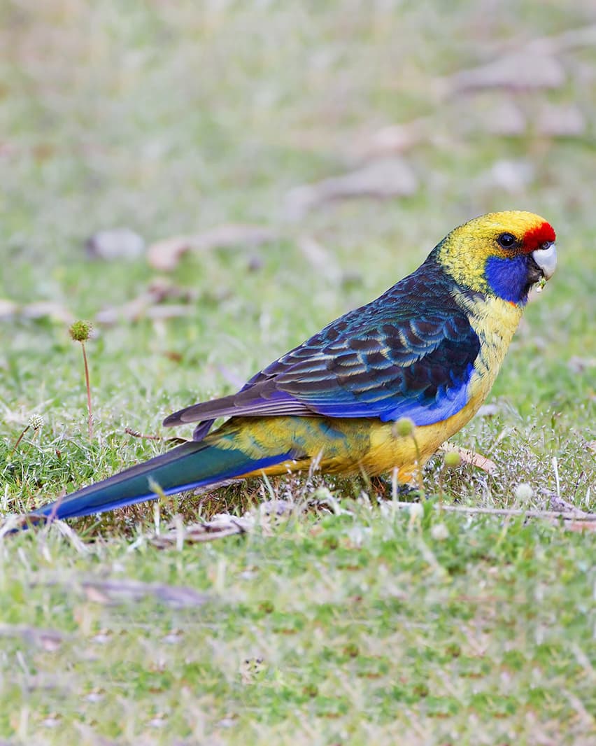 Image of Green rosella