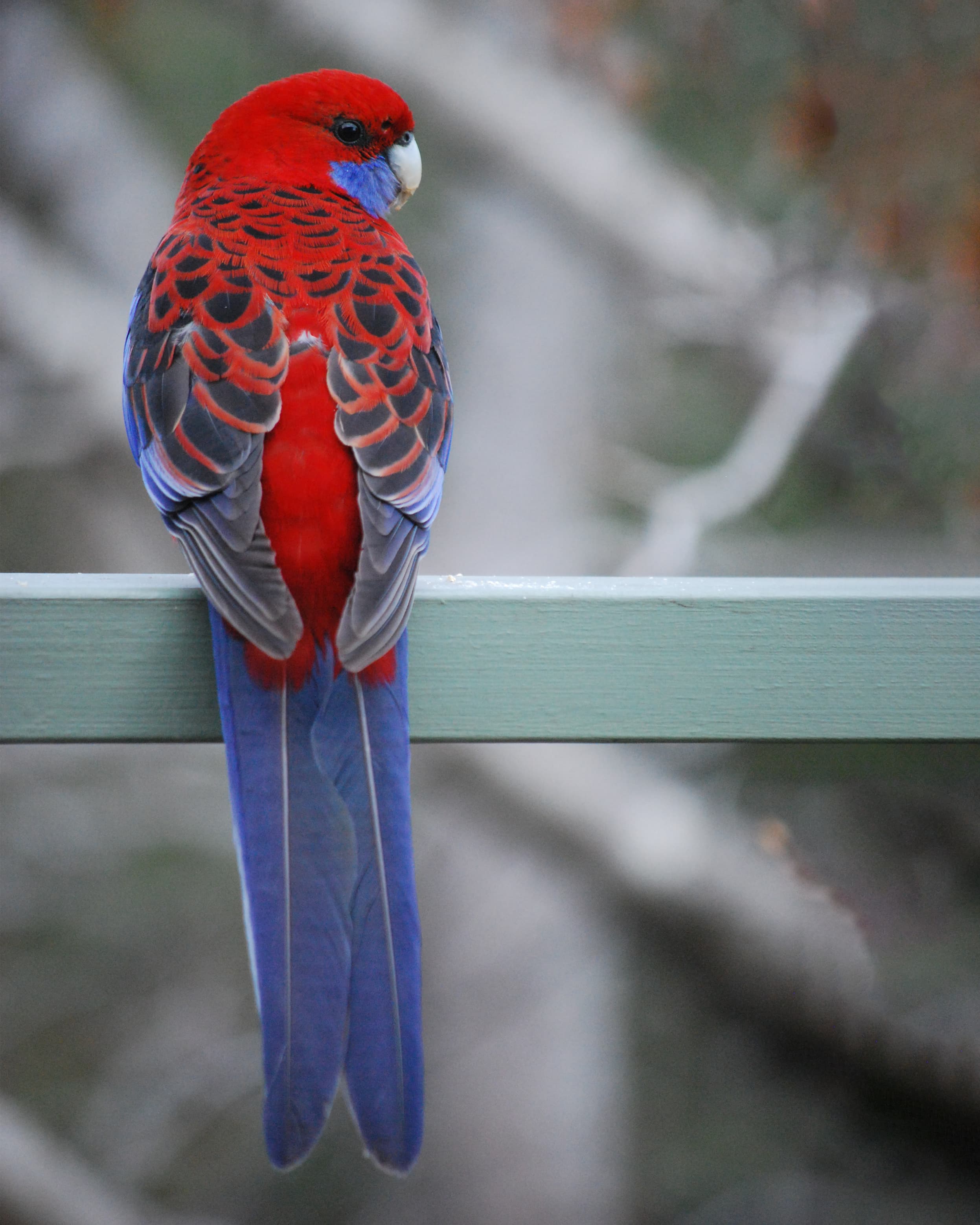 Image of Crimson rosella