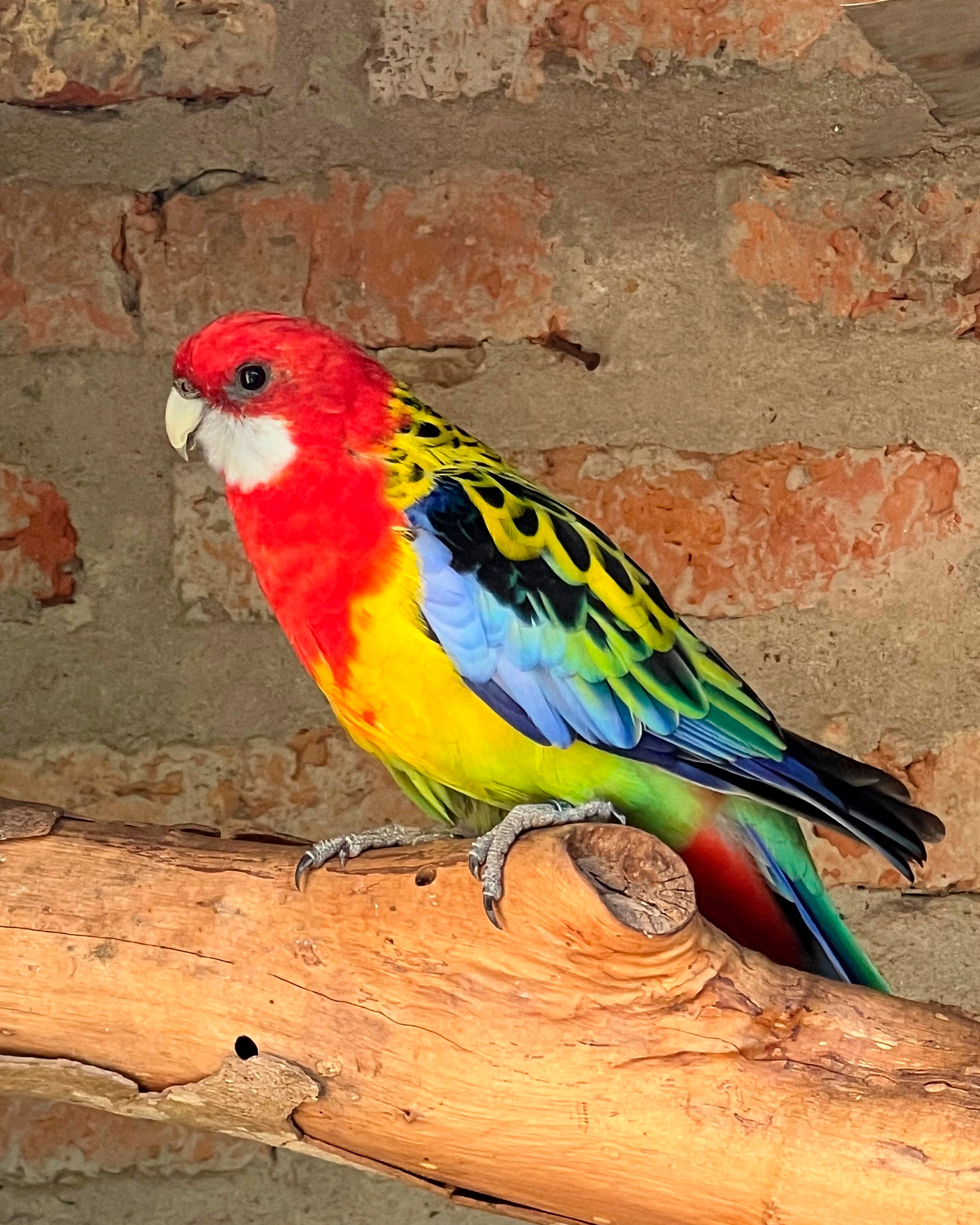 Image of Eastern rosella