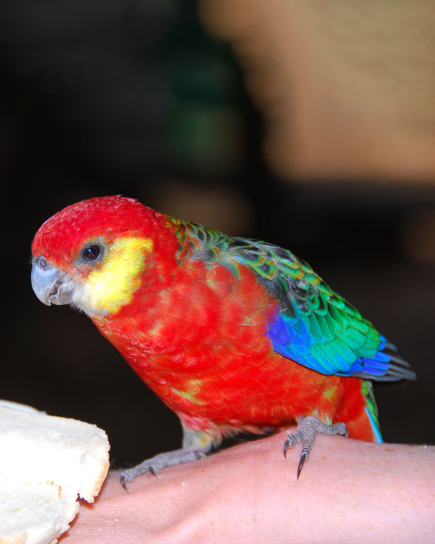 Image of Western rosella