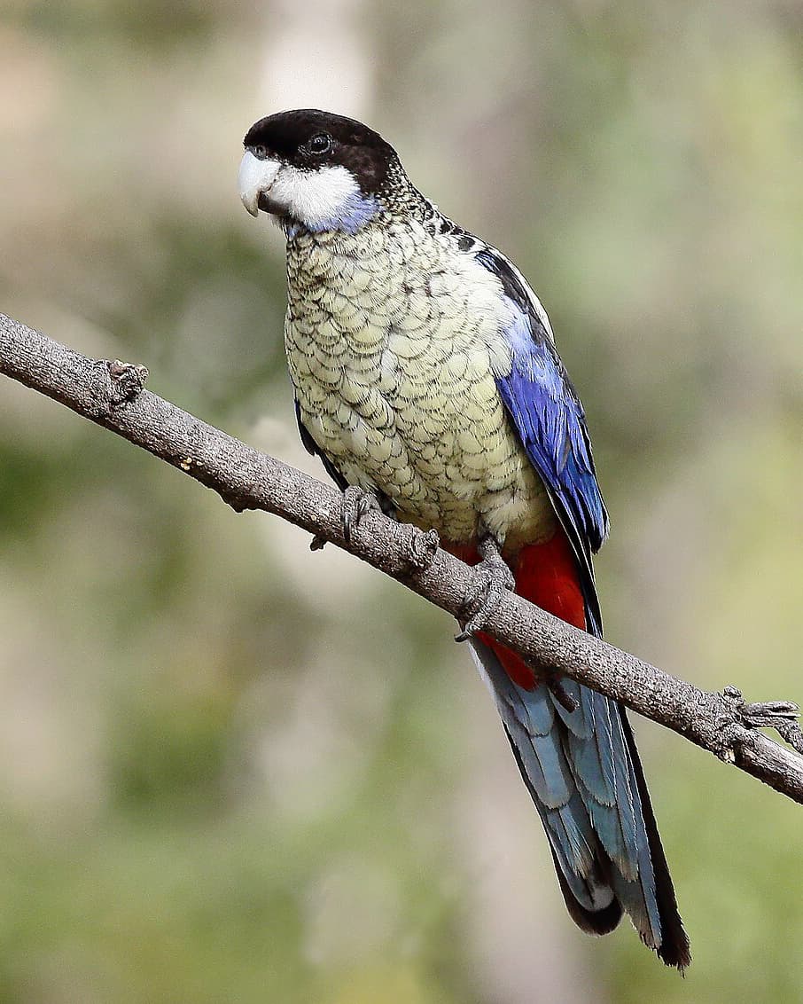 Image of Northern rosella