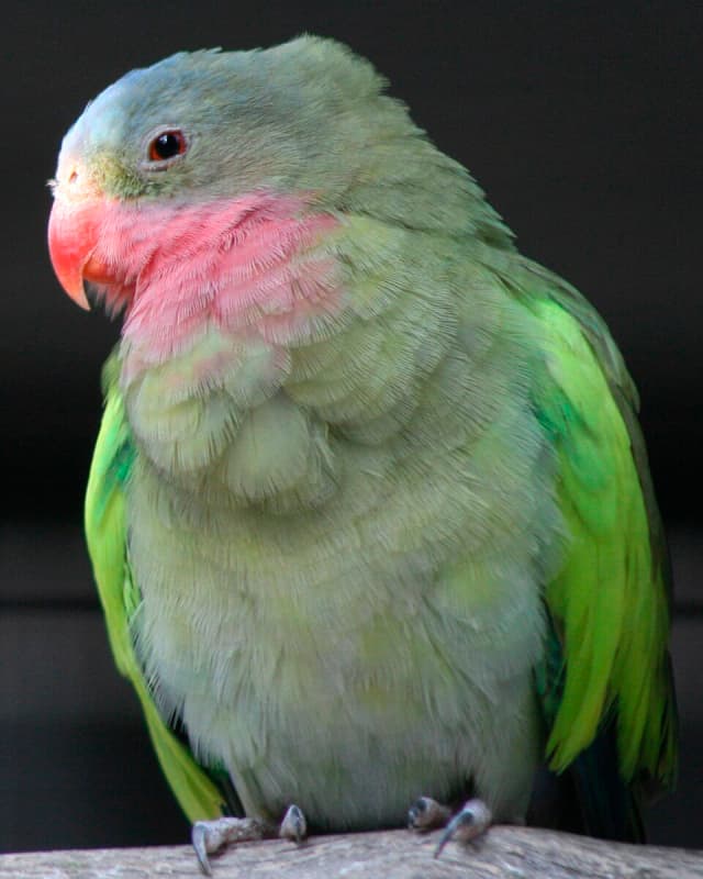 polytelis-alexandrae