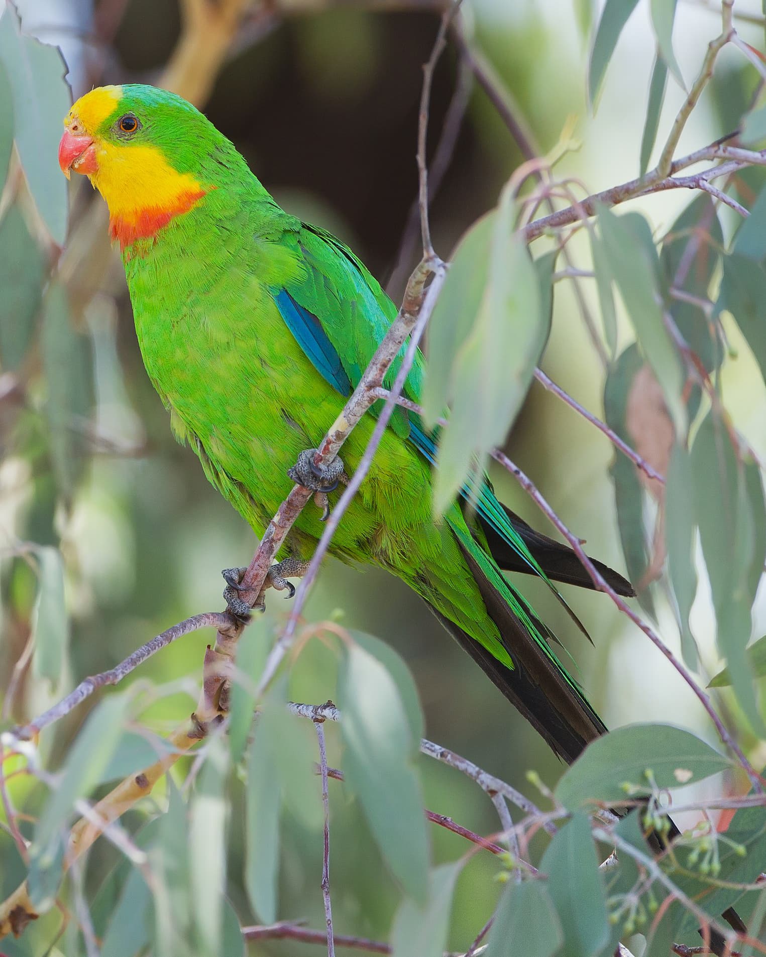 Image of Superb conure