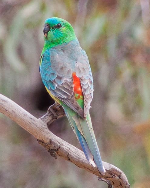 Image of Red-rumped conure