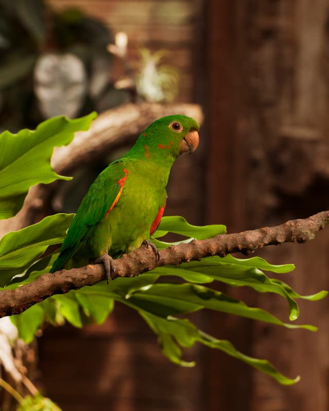 psittacara-leucophthalmus