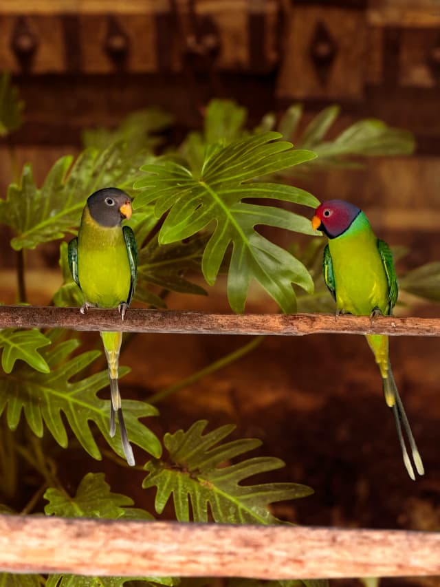 psittacula-cyanocephala