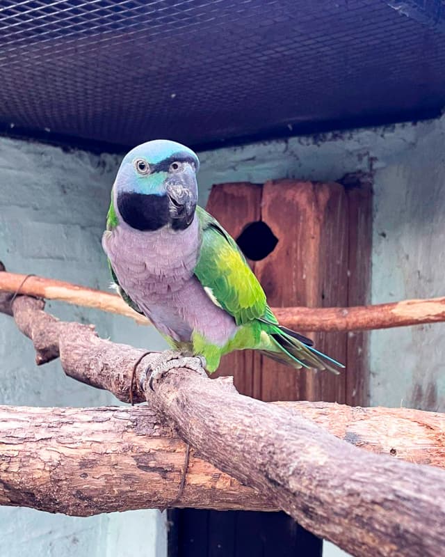 psittacula-derbiana
