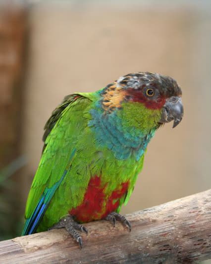 Image of Cotorra tiriba