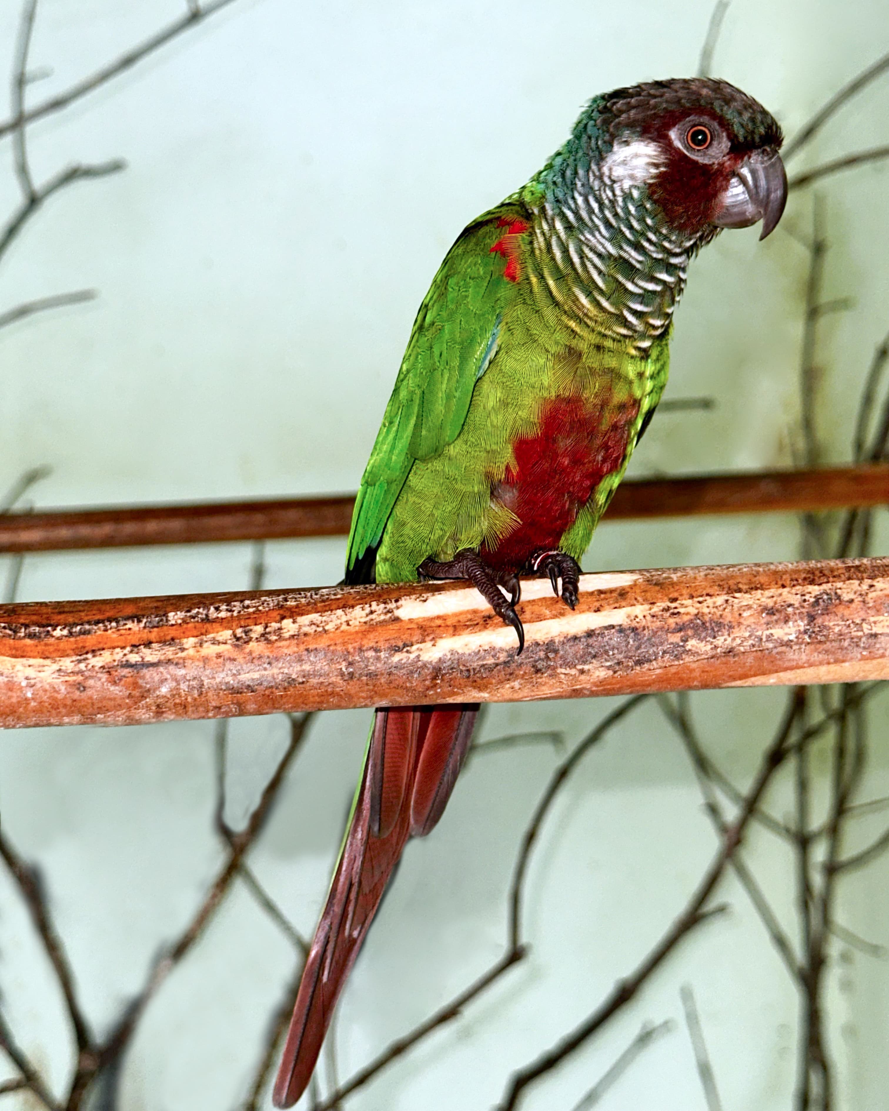 Image of White-eared parakeet