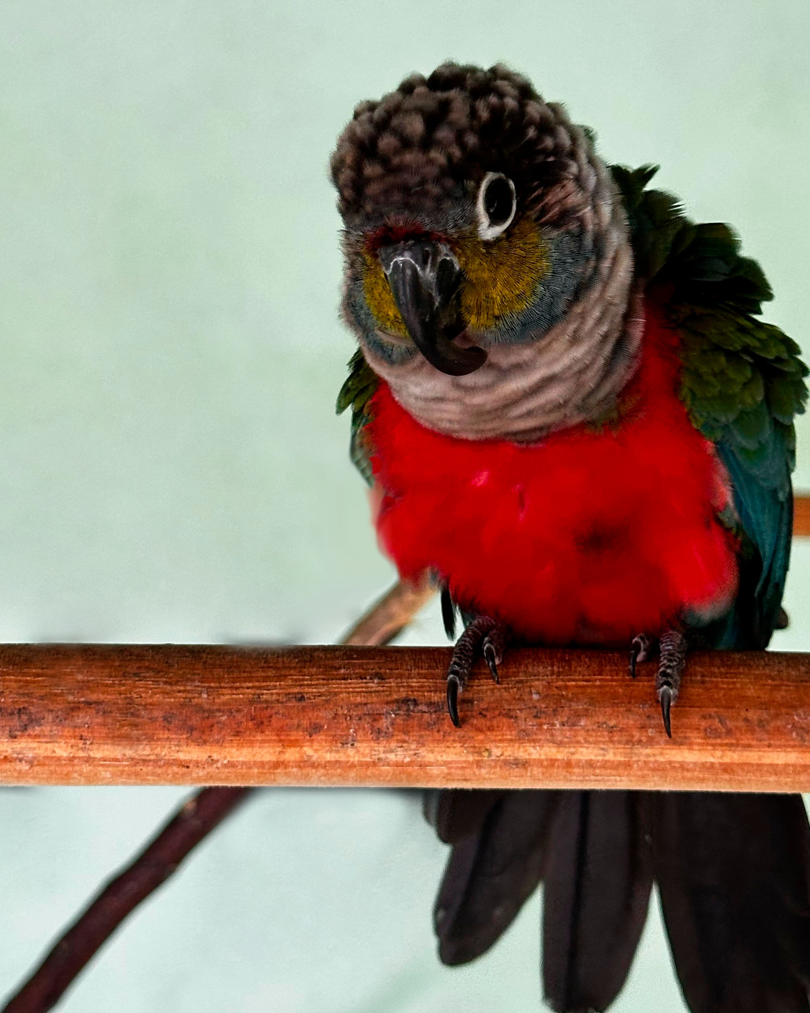 Image of Crimson-bellied parakeet