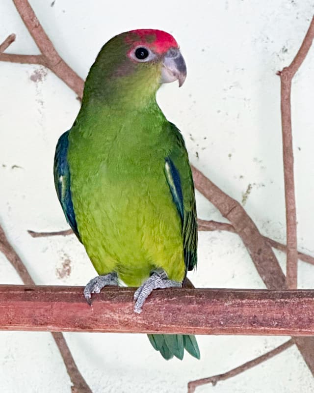 pyrrhura-rhodocephala