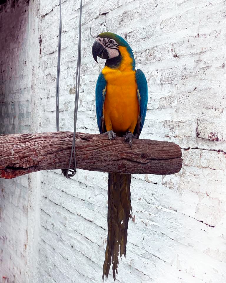 Image of Yellow and blue macaw