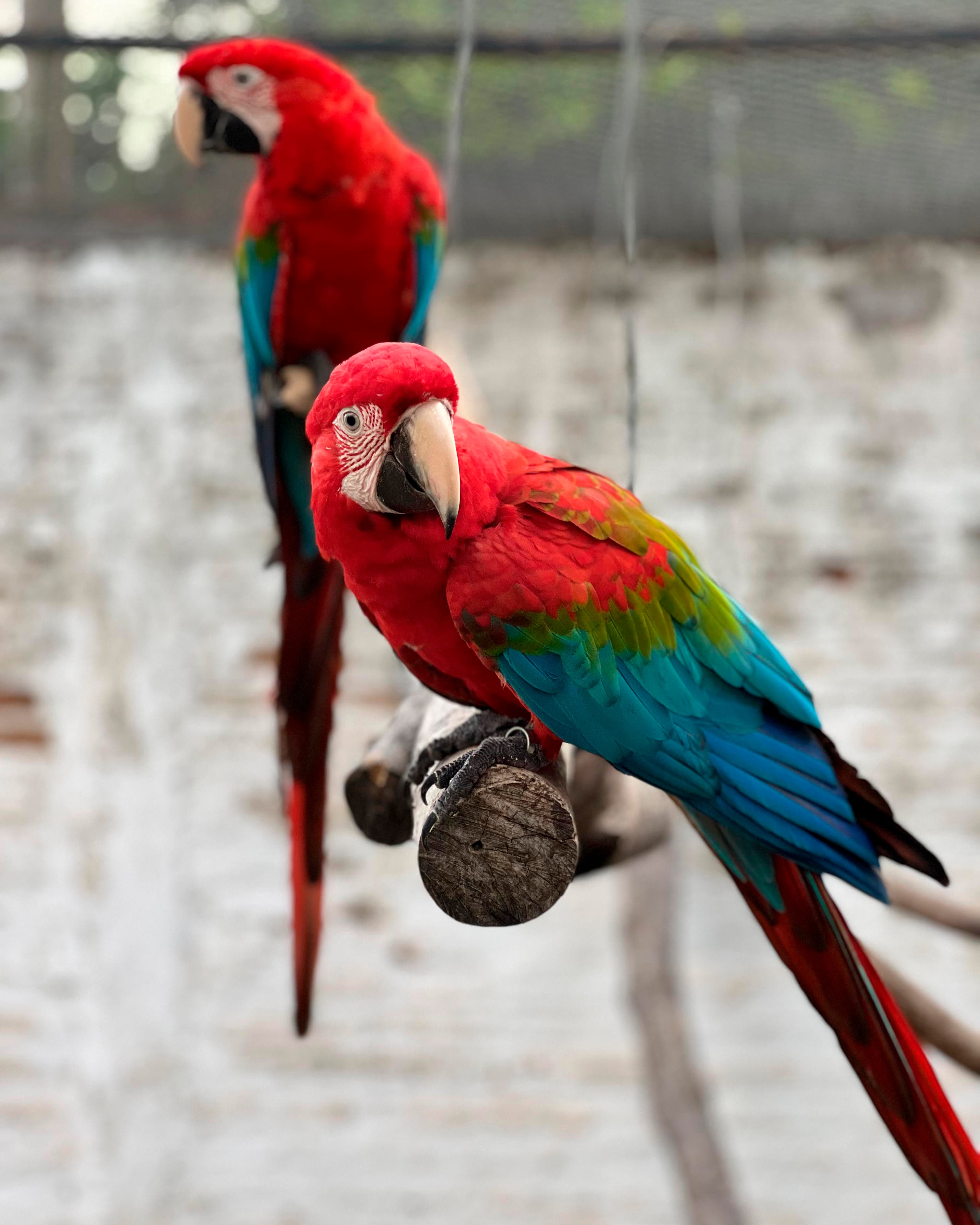 Image of Red-and-green macaw