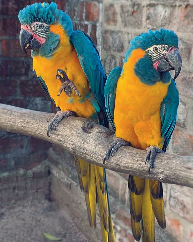 Image of Blue-throated macaw