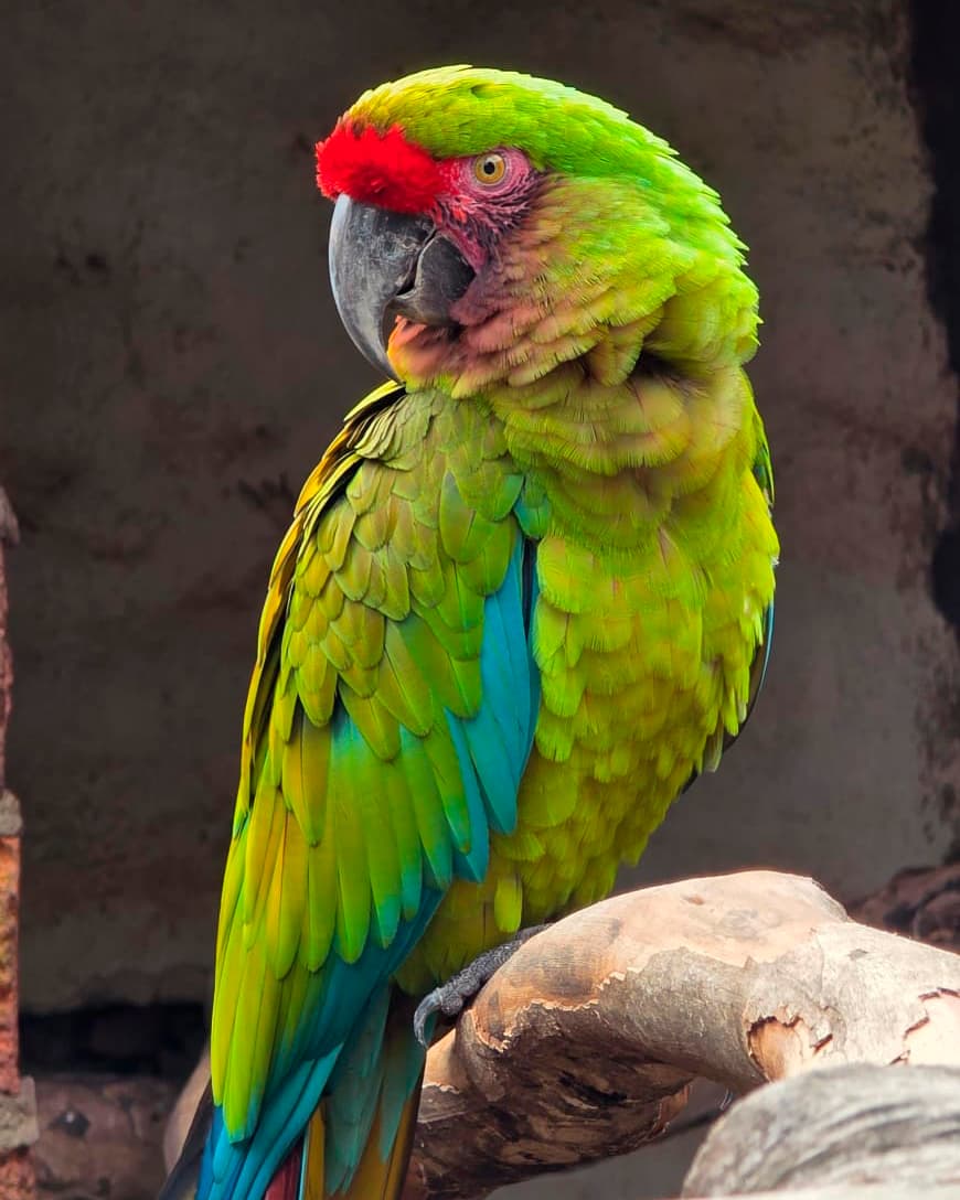 Image of Guacamayo verde