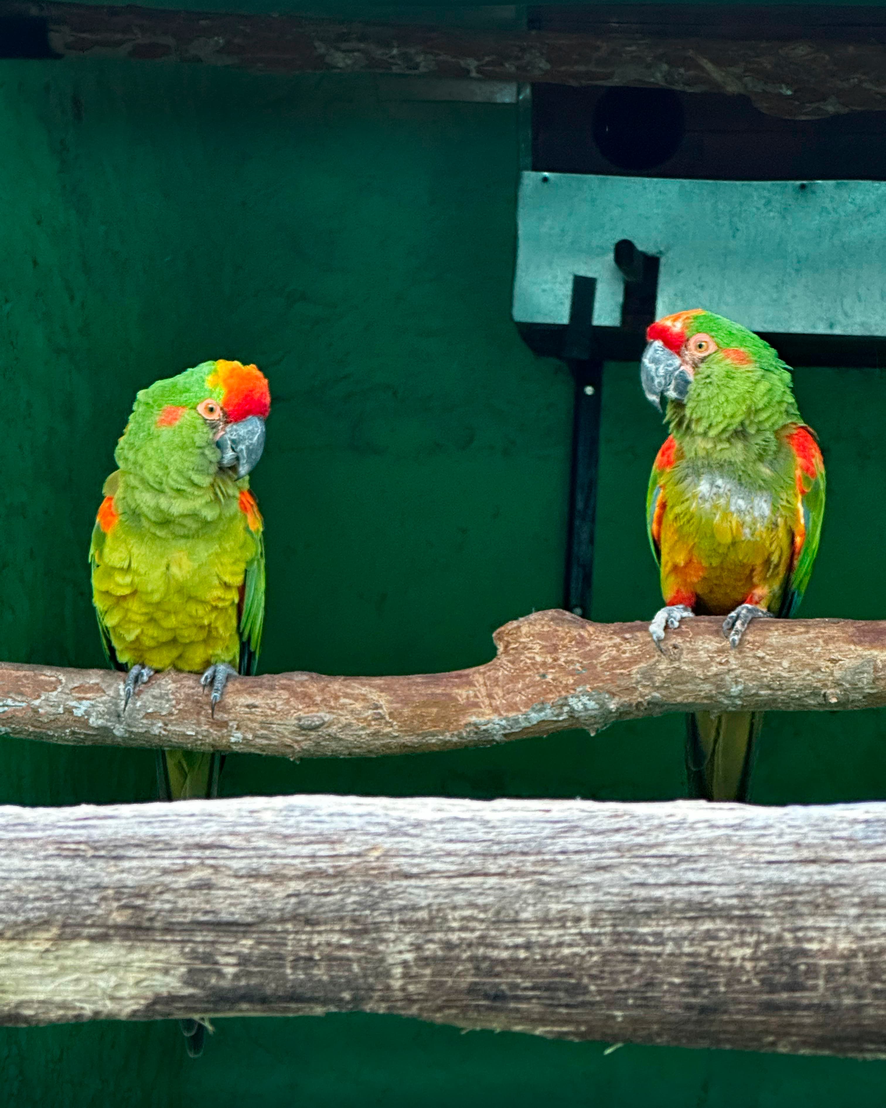 Image of Guacamayo frente roja