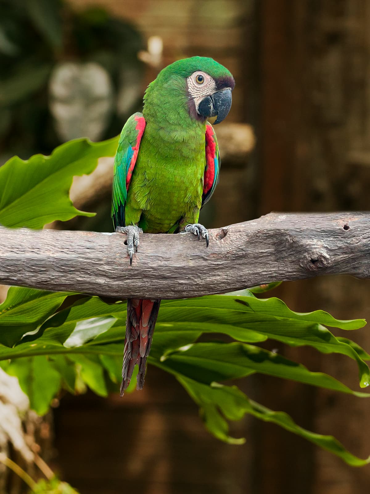 Image of Chestnut-fronted Macaw