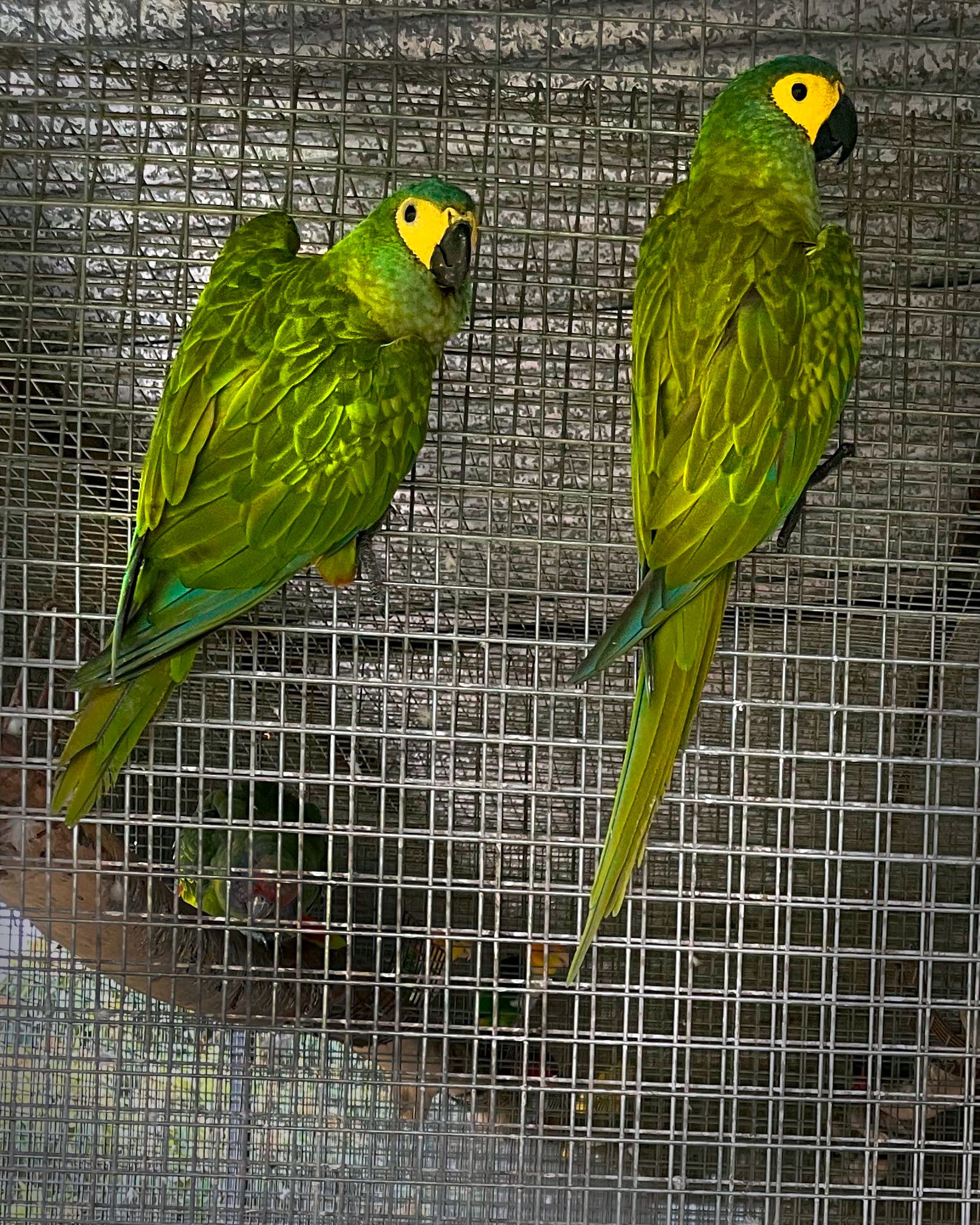 Image of Guacamayo vientre rojo