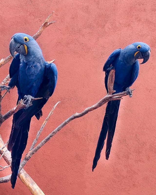 anodorhynchus-hyacinthinus