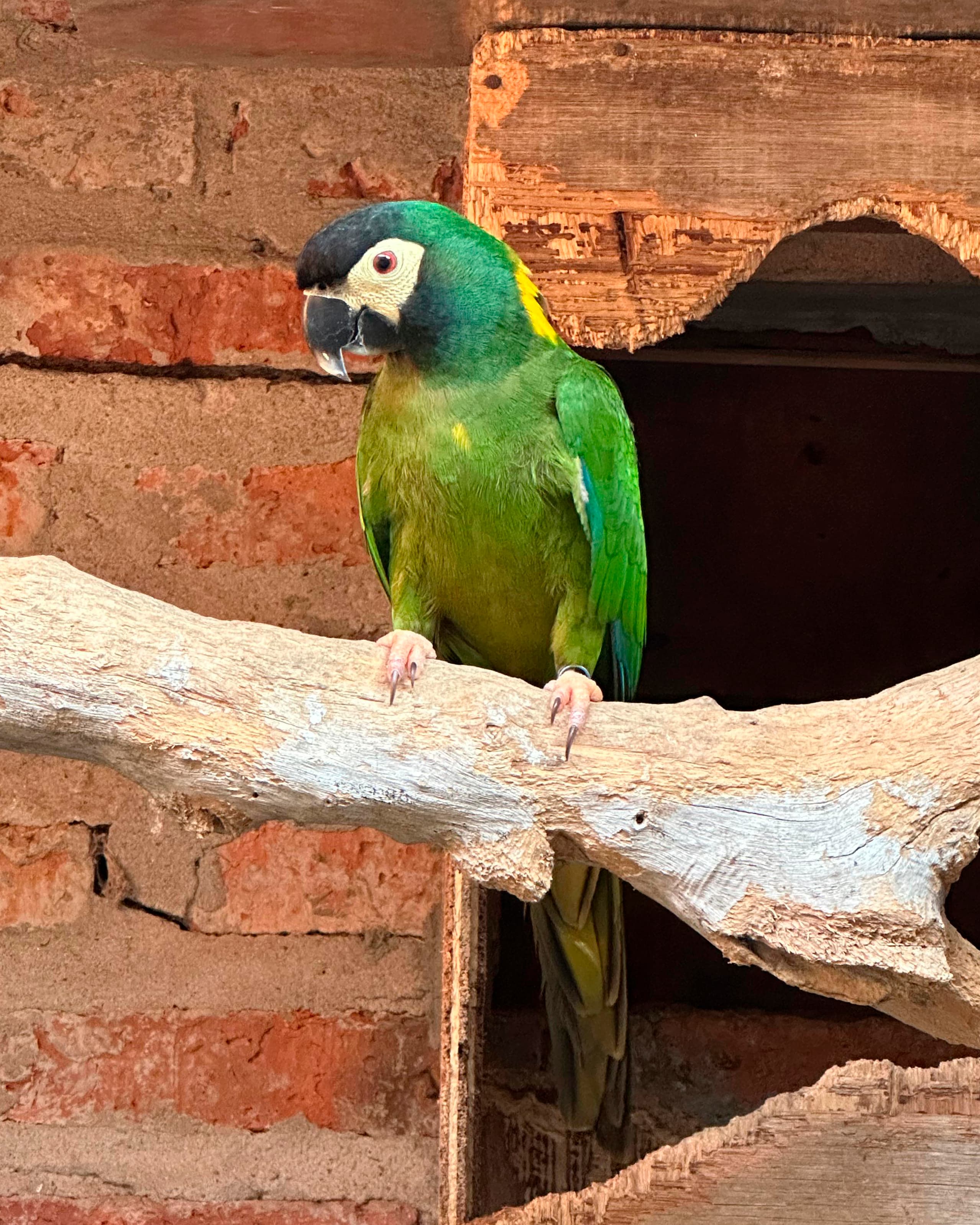 Image of Golden-collared macaw