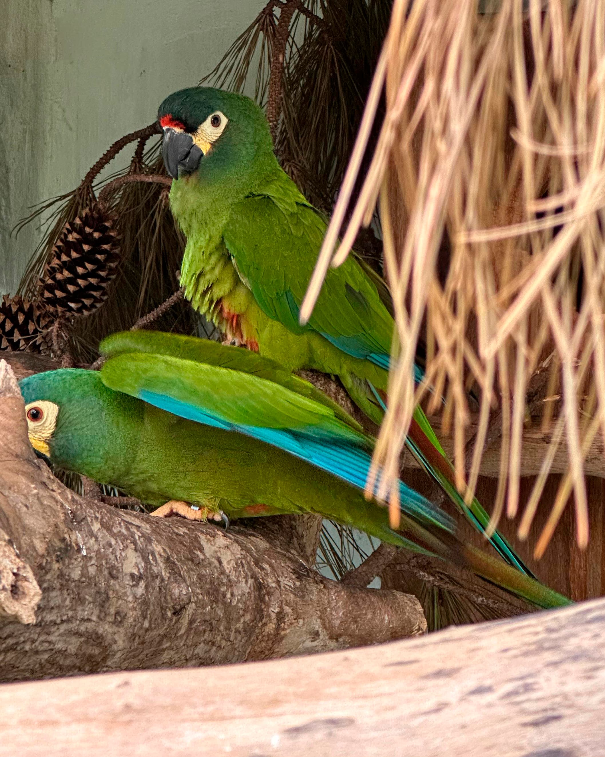Image of Guacamayo lomo rojo
