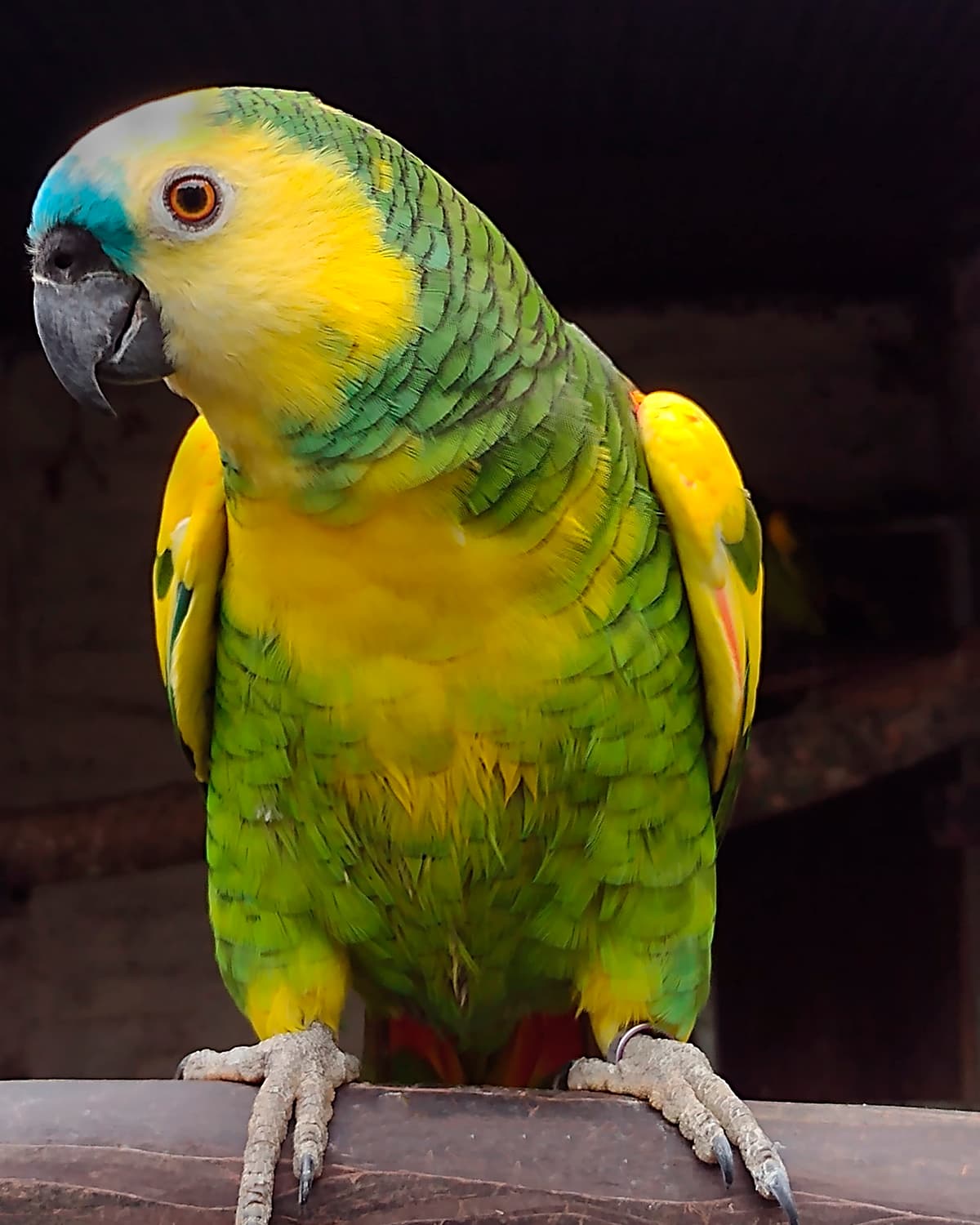 Image of Loro hablador