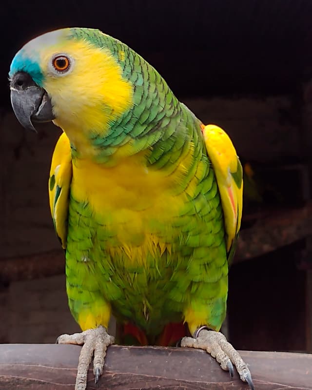 amazona-aestiva-xanthopteryxs