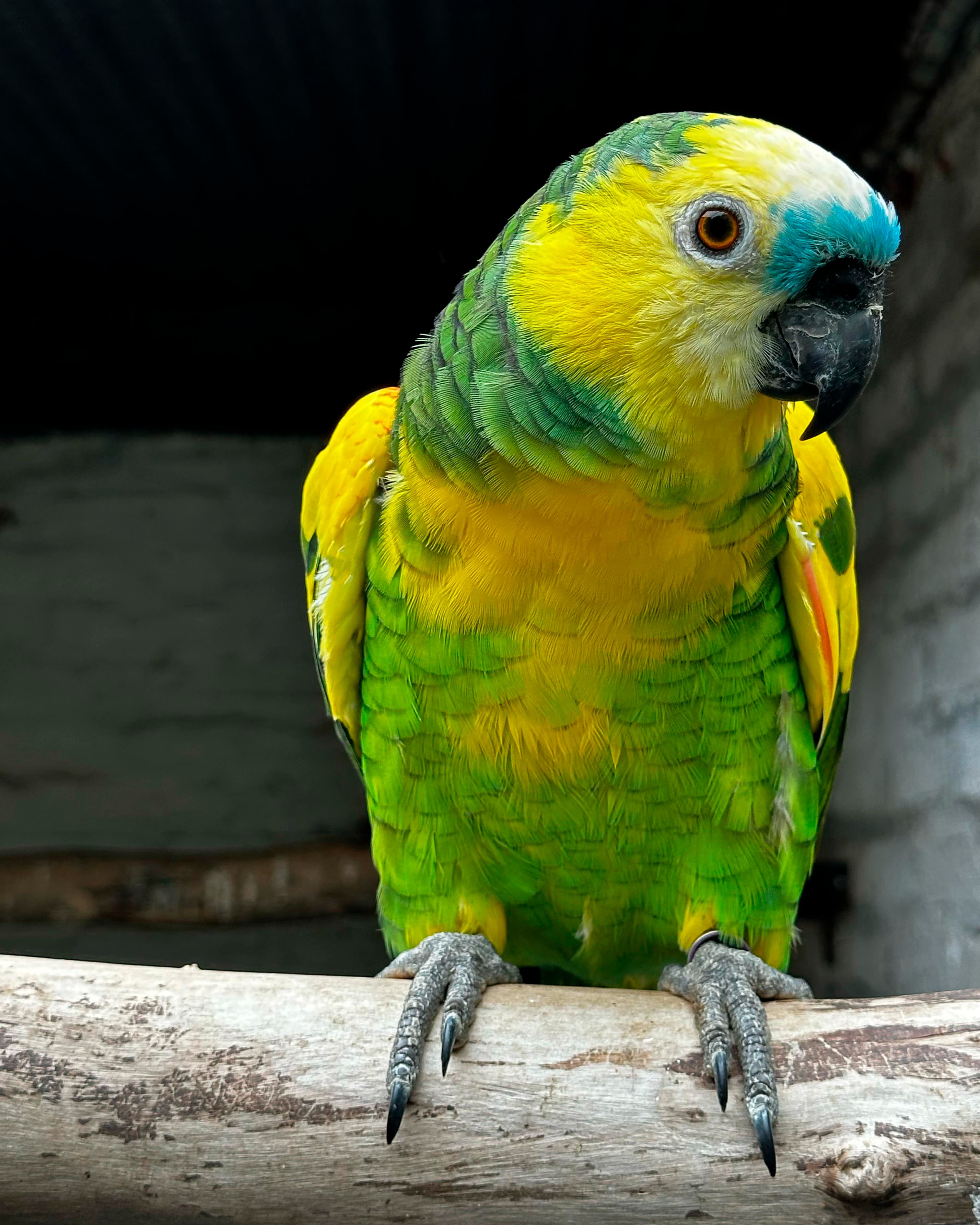 Image of Loro hablador