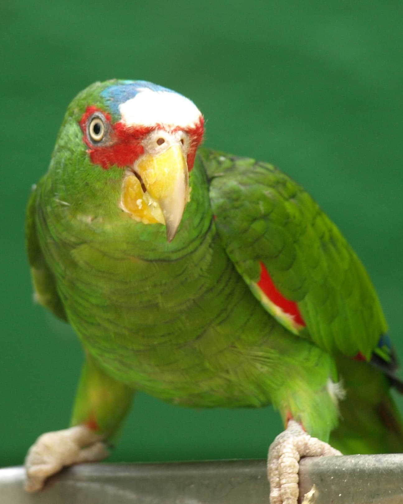 Image of Loro frente blanca