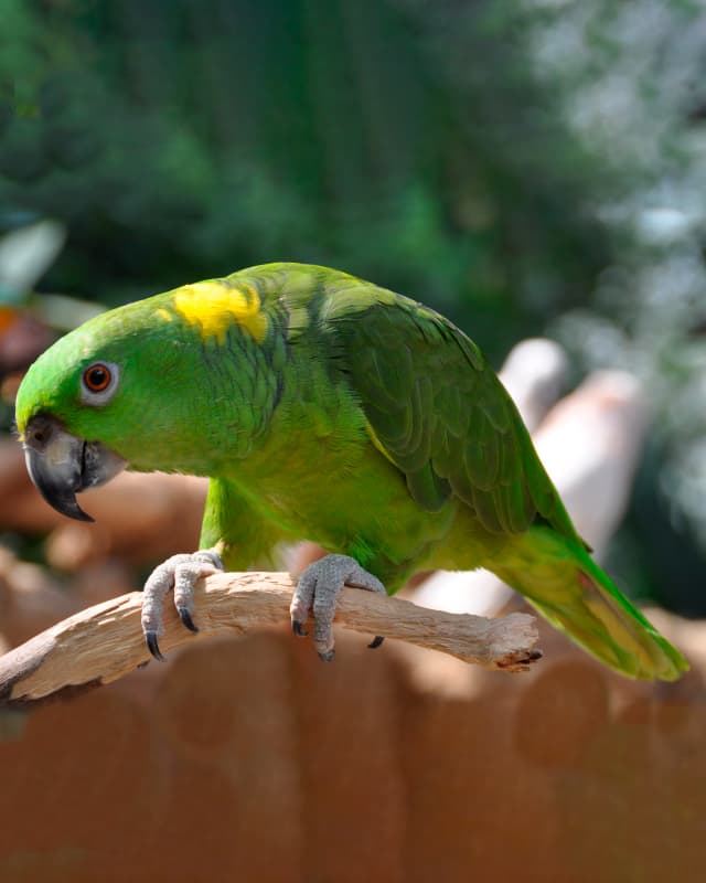 amazona-auropalliata
