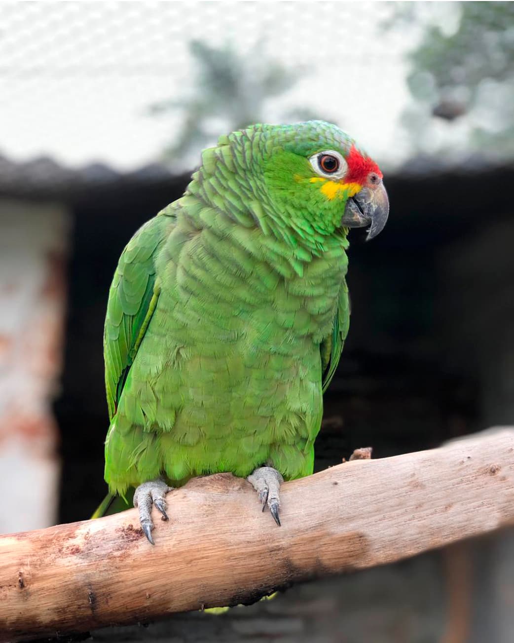 Image of Red-lored parrot