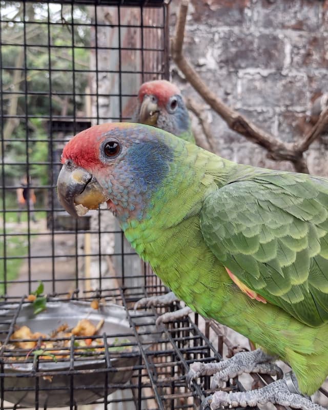 amazona-brasiliensis