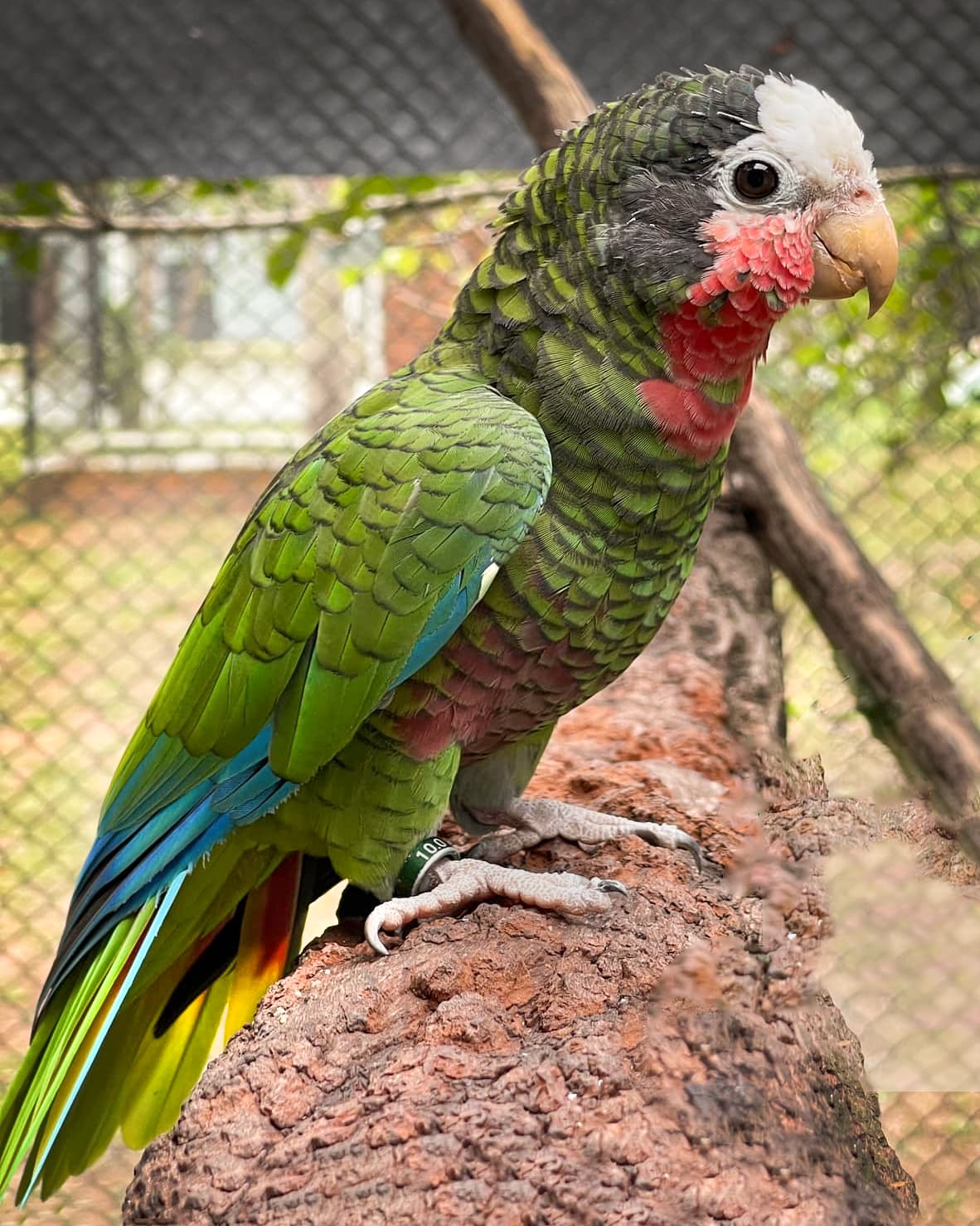 Image of Cuban Amazon