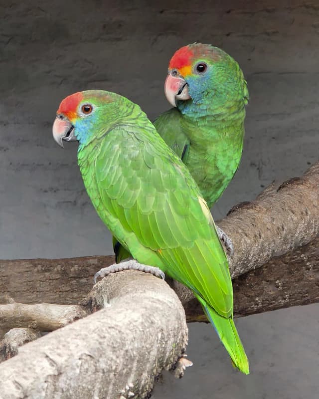 amazona-rhodocorytha