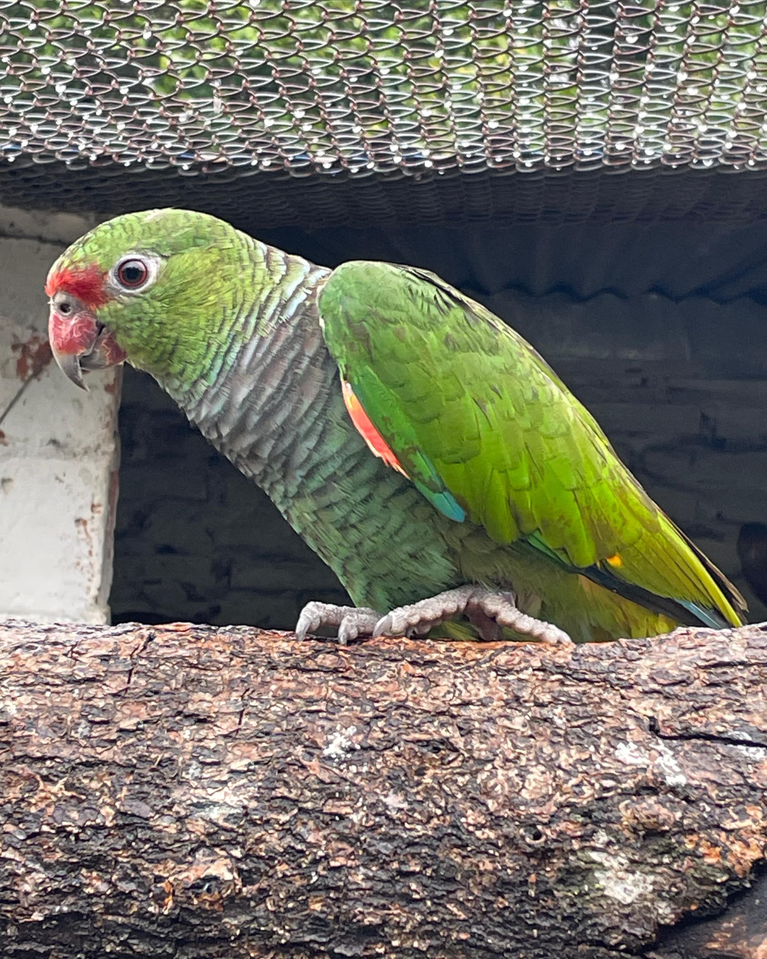 Image of Loro pecho vinoso