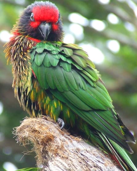 Image of Yellow-streaked lory
