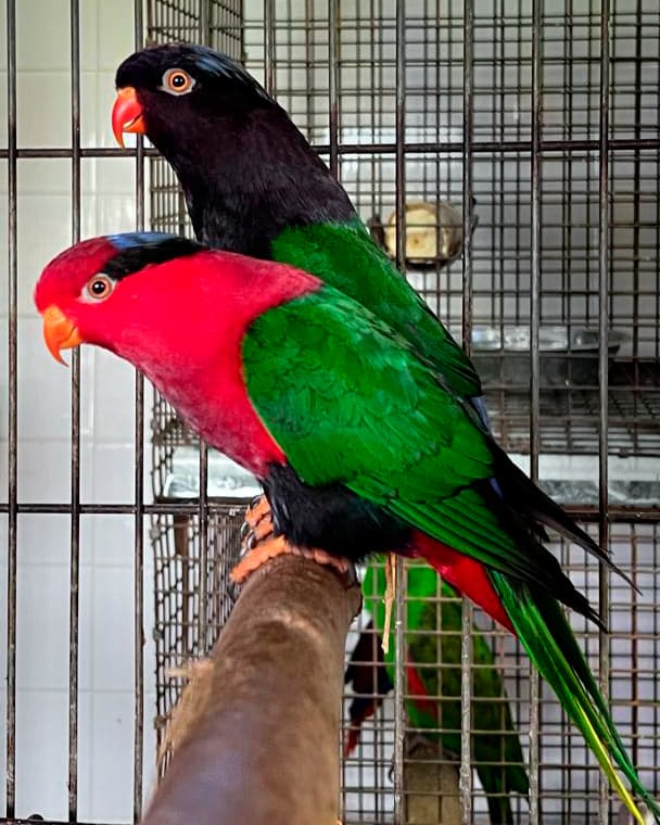 Image of West Papuan lorikeet