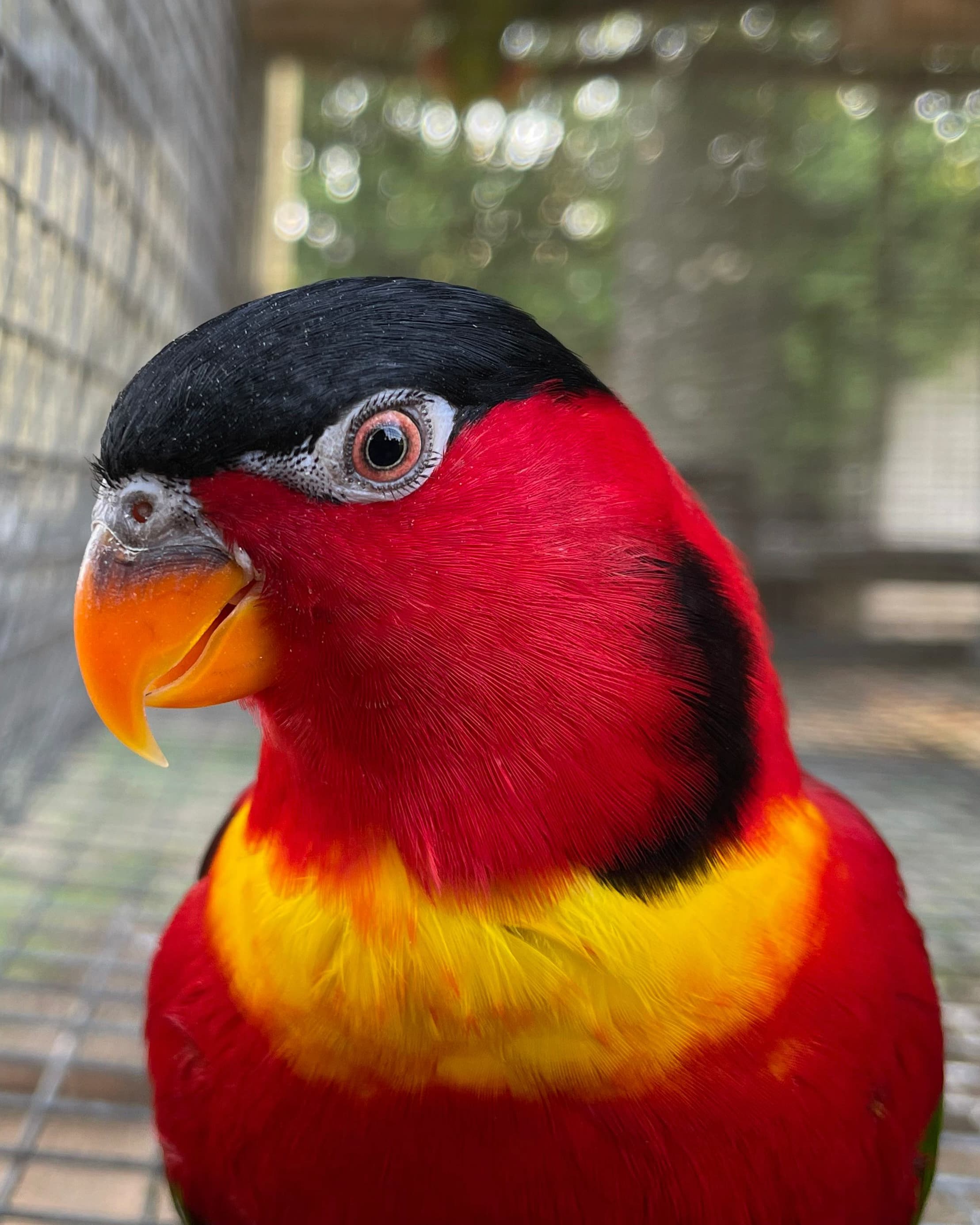 Image of Lori acollarado