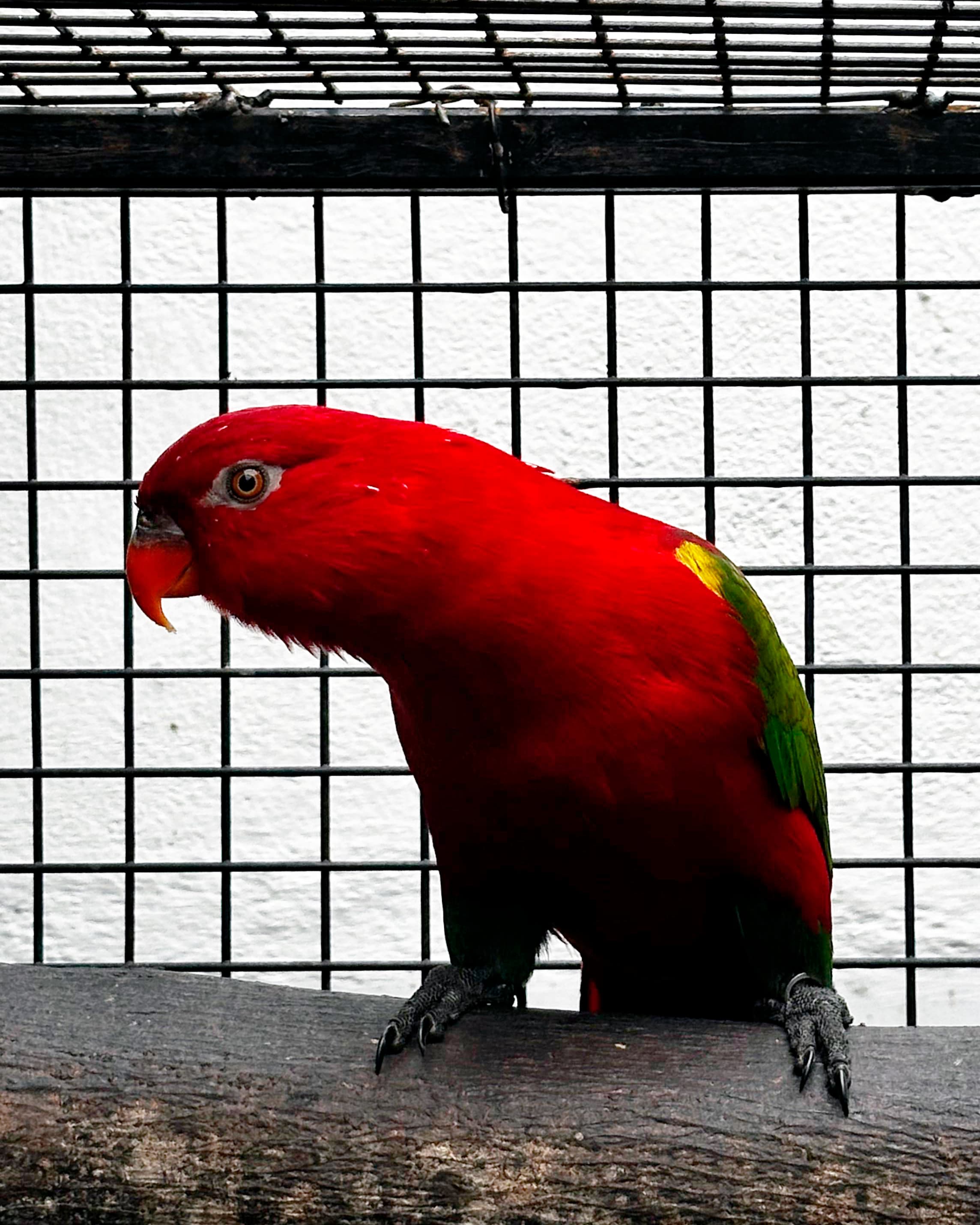 Image of Lori gárrulo