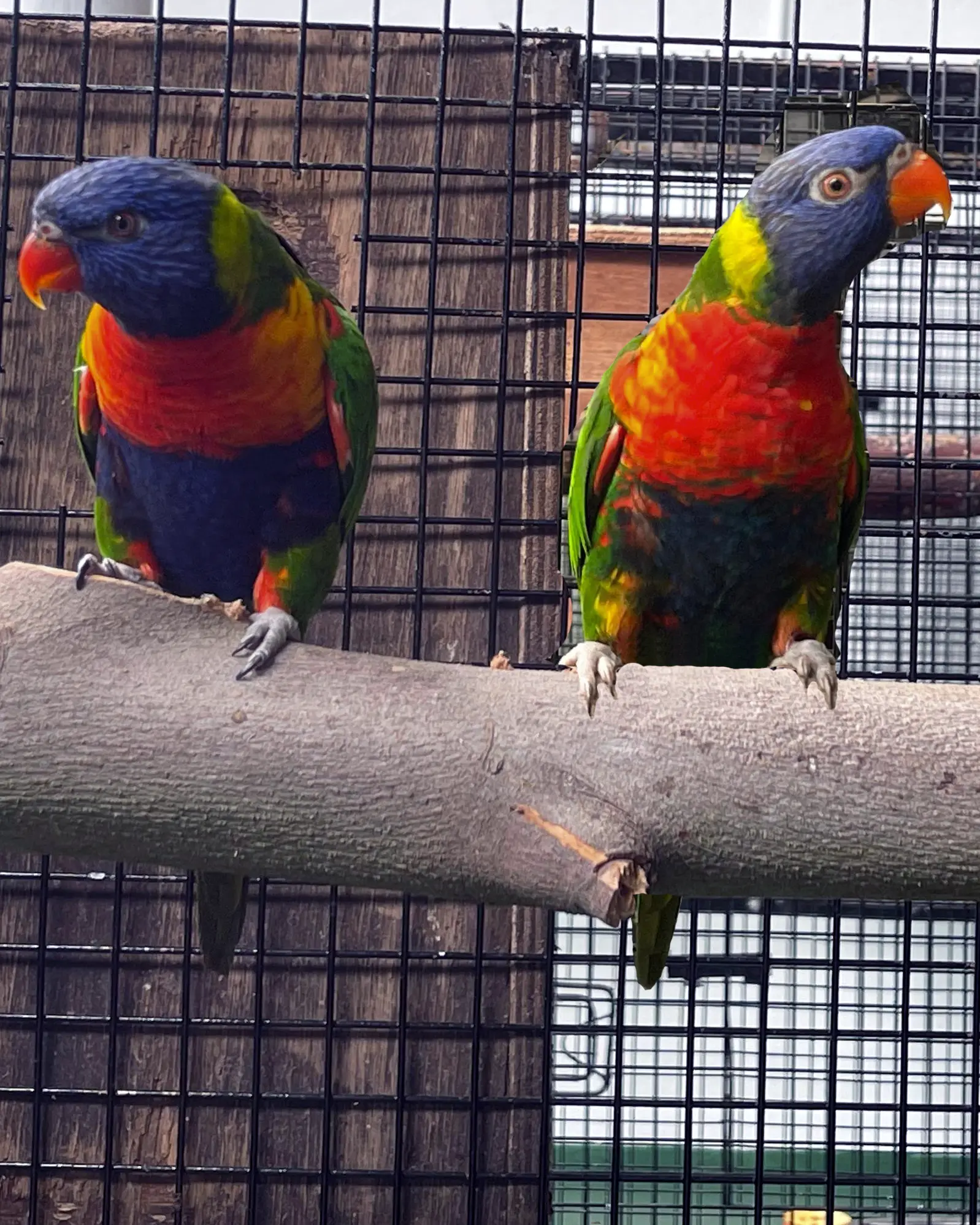 Image of Coconut lorikeet