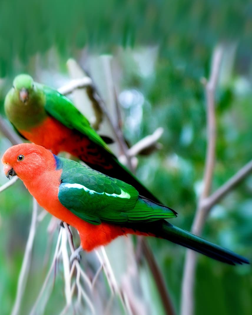 Image of Australian king parrot
