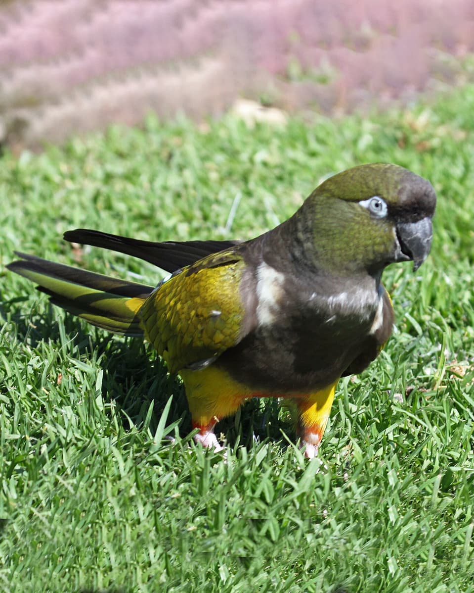 Image of Loro barranquero