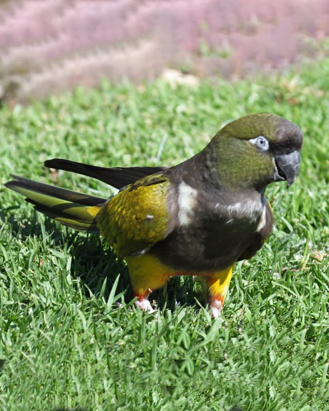 cyanoliseus-patagonus