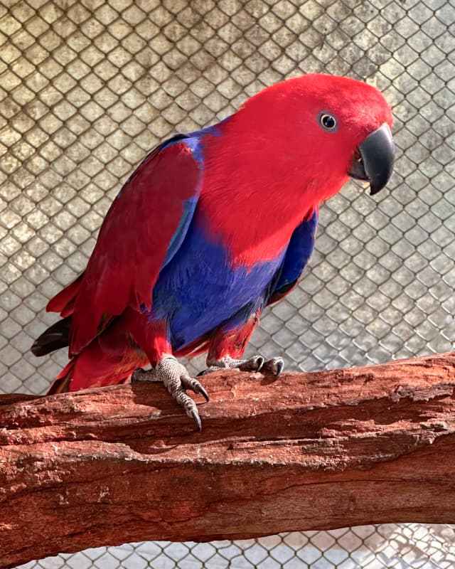 eclectus-roratus