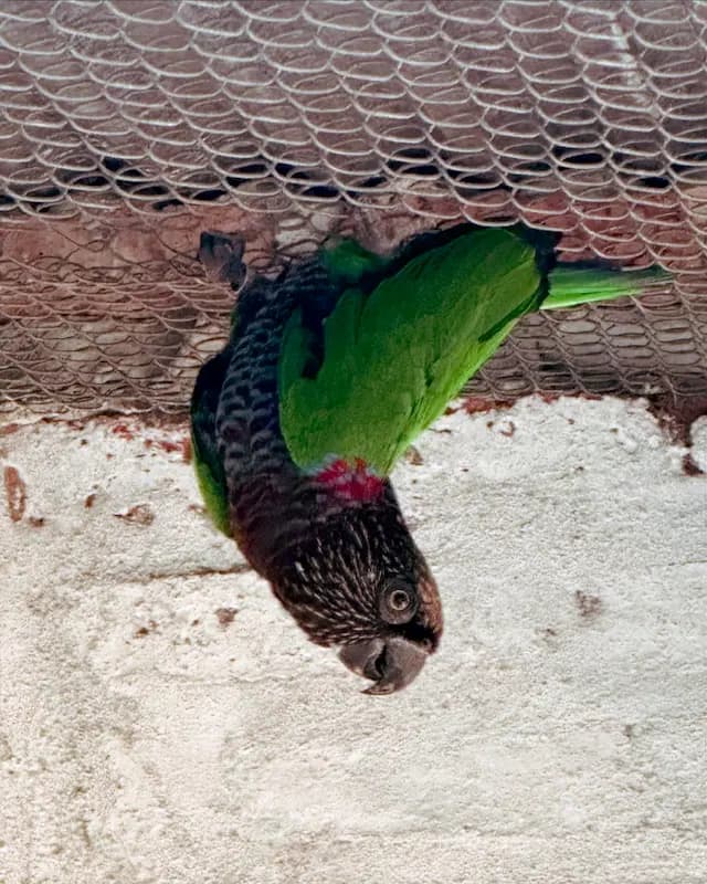 Image of Loro cacique