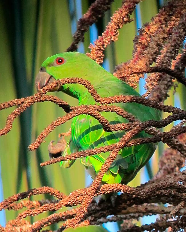 Image of Short-tailed parrot